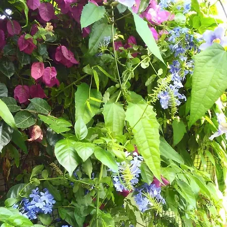 Vista Mare Mela Appartement